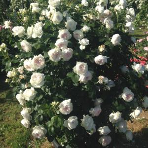 薔薇 苗 クリスティアーナの商品一覧 通販 Yahoo ショッピング