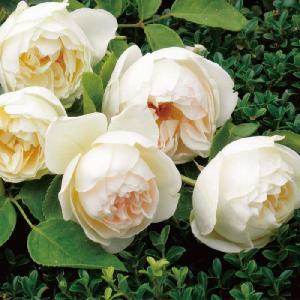 バラ苗 バラ [ ジャルダンドゥフランス ] 秋苗 大苗 四季咲き ピンク系