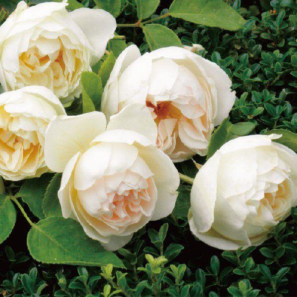 バラ [ ラプティットポワール ] 秋苗 大苗 白色系  四季咲  [LaPetitePair](S...