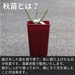 バラ [ ディスタントドラムス ] 秋苗 大苗...の詳細画像5