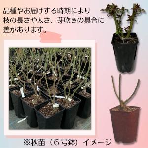 バラ [ ディスタントドラムス ] 秋苗 大苗...の詳細画像1