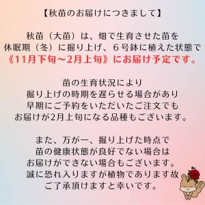 バラ [ ディスタントドラムス ] 秋苗 大苗...の詳細画像2