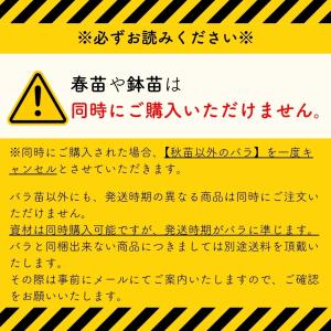 バラ [ ディスタントドラムス ] 秋苗 大苗...の詳細画像3