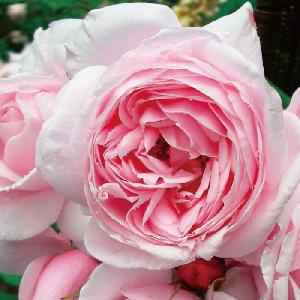 バラ苗 ナエマの商品一覧 通販 Yahoo ショッピング