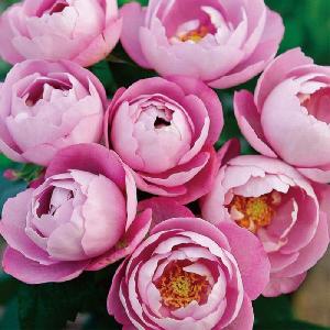 バラ [ リベルラ ] 秋苗 大苗 ピンク系 四季咲 (FL) 京阪園芸 F&G