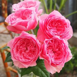 バラ苗のランキングtop100 人気売れ筋ランキング Yahoo ショッピング