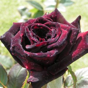 黒バラ 苗の商品一覧 通販 Yahoo ショッピング