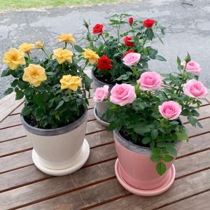 ミニバラ ローゼスｓ バラの鉢植え 花色が選べる 誕生日 お祝い プレゼント 送料無料 ミニバラ 育て方 種類 00cr0007 京阪園芸ヤフー店 通販 Yahoo ショッピング
