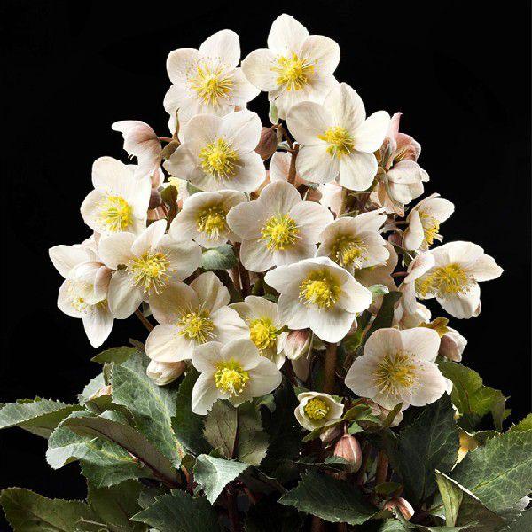 クリスマスローズ苗 [HGCシューティングスター] 4.5号鉢 産地直送 冬 ガーデン (2510c...