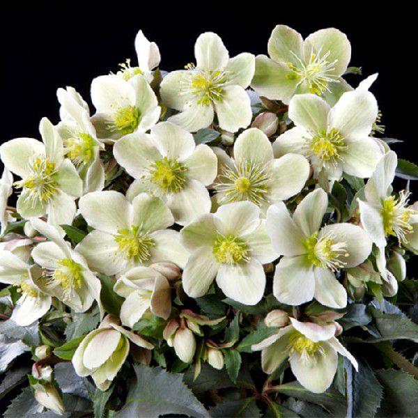 クリスマスローズ苗 [HGCモンテクリスト]  4.5号 ガーデンハイブリッド 産地直送 冬 ガーデ...