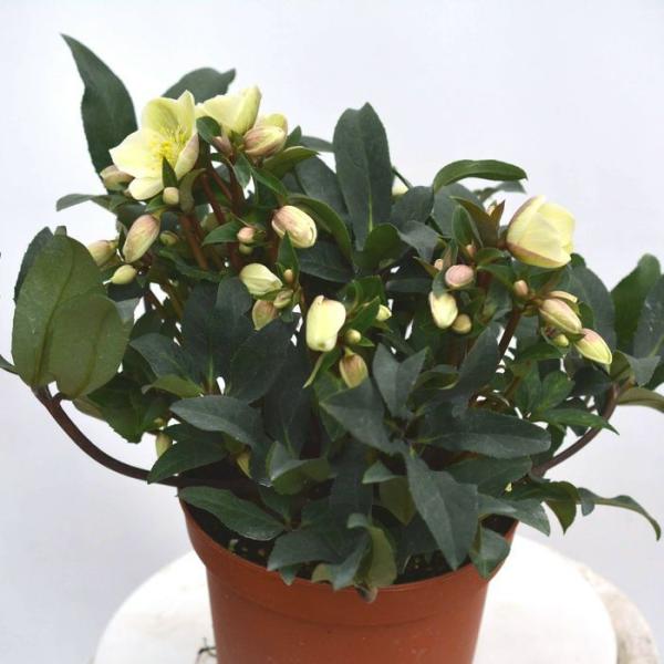 クリスマスローズ苗 [HGCマーロン] 4.5号鉢 ニゲル×ステルニー ガーデニング 産地直送 冬 ...