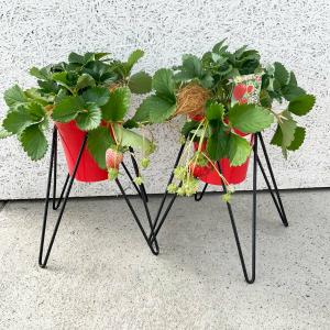 鉢スタンド ベルツモア ジャパン製 8号植木鉢...の詳細画像2