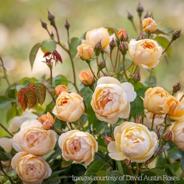 バラ [ ダナヒュー Dannahue (Ausa6b15) ] 秋苗 大苗 返り咲 オレンジ系 イ...