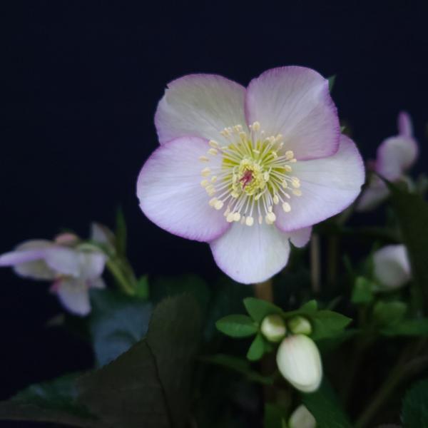 クリスマスローズ苗 [氷の薔薇マッディマーブル] 4.5号鉢 Ice N&apos;roses 産地直送 冬 ...