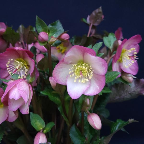 クリスマスローズ苗 [氷の薔薇ミンディマーブル] 4.5号鉢 Ice N&apos;roses 産地直送 冬 ...