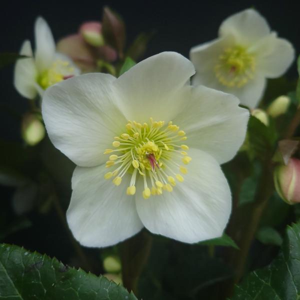 クリスマスローズ苗 [氷の薔薇ミアマーブル] 4.5号鉢 Ice N&apos;roses 産地直送 冬 ガー...