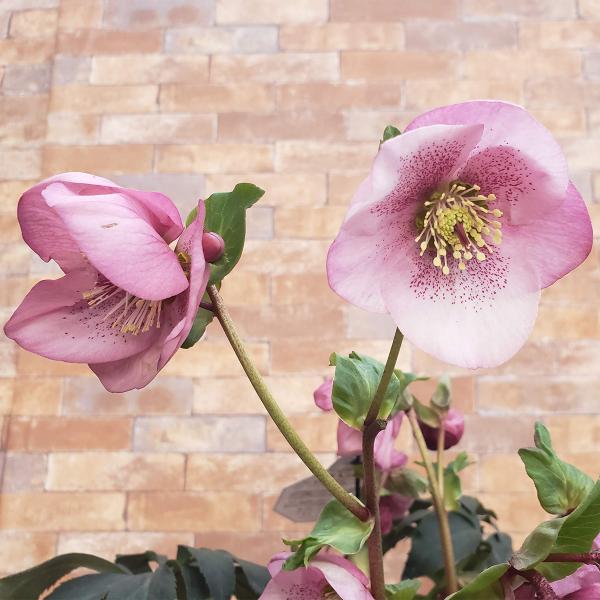 クリスマスローズ苗 [HGC散らず桜] 4.5号鉢 オリエンタルハイブリッド 産地直送 (2510c...