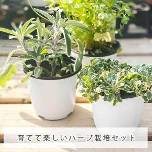 ブランド登録なし ハーブ苗 ハーブ種類 レモンバーム の商品一覧 苗 花 ガーデニング 通販 Yahoo ショッピング