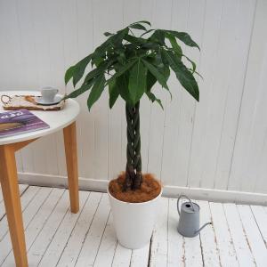 観葉植物 おしゃれ 室内 育てやすい プレゼント 観葉植物