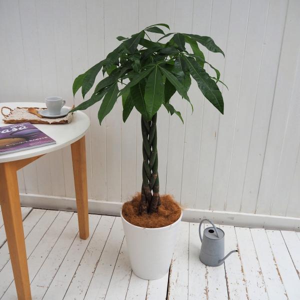 観葉植物 おしゃれ 室内 育てやすい プレゼント「パキラ」 8号鉢 樹脂カバー付　大型 本物 大きい