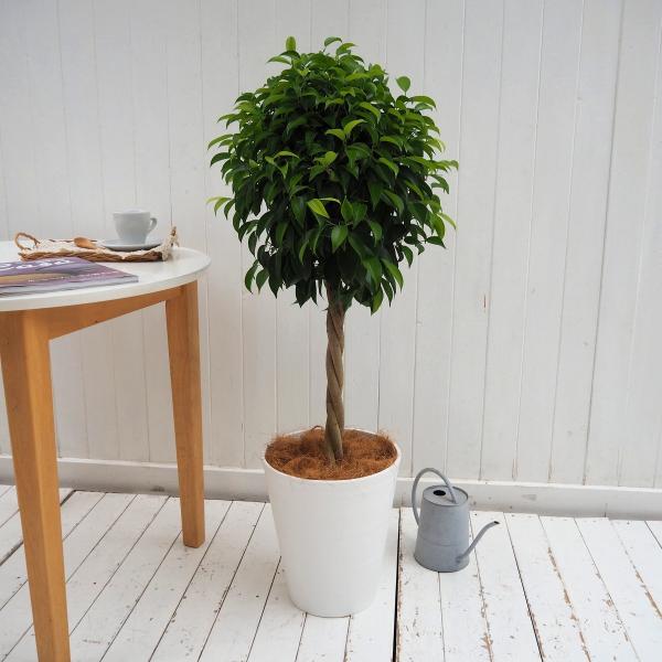 観葉植物 おしゃれ 室内 育てやすい プレゼント 観葉植物「ベンジャミン」ゴムの木 フィカス 8号鉢...