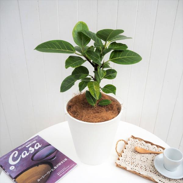 観葉植物 おしゃれ 室内 育てやすい 観葉植物「アルテシーマ ゴム」 フィカス アルテシマ 6号鉢 ...
