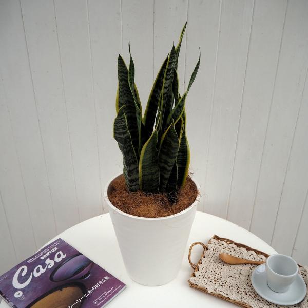 観葉植物「サンスベリア」 6号鉢 樹脂カバー付 インテリアグリーン