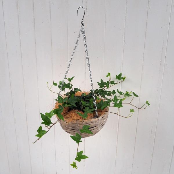 観葉植物 おしゃれ 室内 育てやすい プレゼント 観葉植物「ヘデラ」吊り鉢仕立て 5号サイズ インテ...