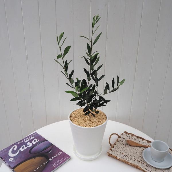観葉植物 おしゃれ 室内 育てやすい「オリーブ」 6号サイズ 樹脂カバー付 インテリアグリーン