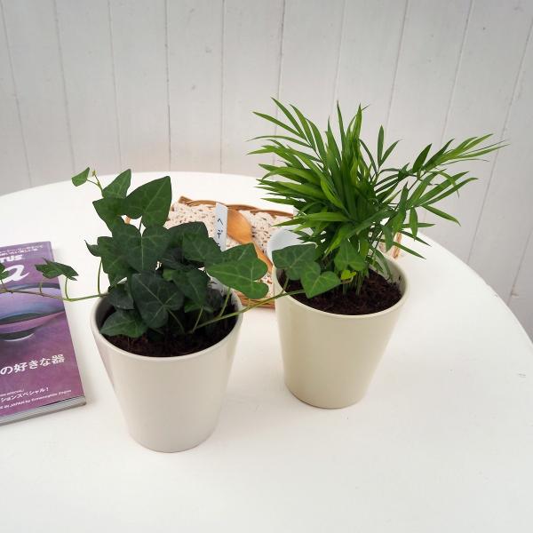 観葉植物２鉢セット 「テーブルヤシ＆ヘデラセット」 4号サイズ 陶器鉢 インテリアグリーン
