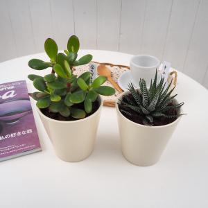 観葉植物２鉢セット 「十二の巻＆金のなる木セット」 多肉植物 4号サイズ 陶器鉢 インテリアグリーン　おしゃれ 室内 育てやすい