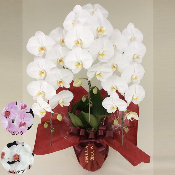 胡蝶蘭 コチョウラン 白 お花 ３本立 33〜35輪前後 コチョウラン 色が選べる 白 ピンク 赤リ...