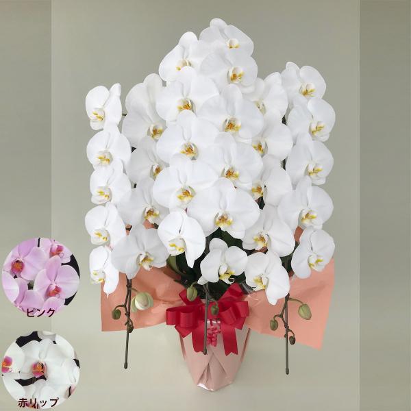 胡蝶蘭 コチョウラン 白 お花 ３本立 39〜41輪前後 コチョウラン 色が選べる 白 ピンク 赤リ...