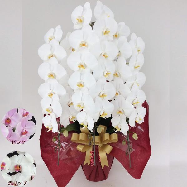 胡蝶蘭 コチョウラン 白 お花 ３本立 45〜47輪前後 コチョウラン 色が選べる 白 ピンク 赤リ...