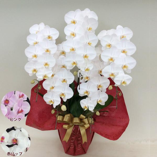 胡蝶蘭 コチョウラン 白 お花 5本立 55〜59輪前後 コチョウラン 色が選べる 白 ピンク 赤リ...