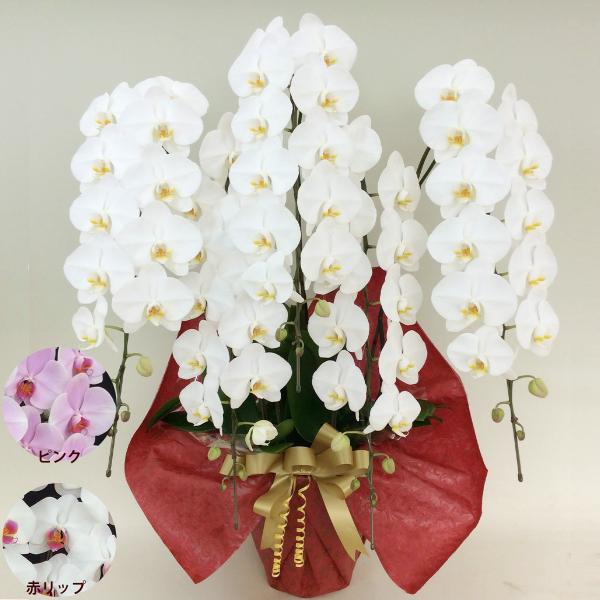 胡蝶蘭 5本立 お花 70〜74輪前後 コチョウラン 色が選べる 白 ピンク 赤リップ 新築祝い プ...