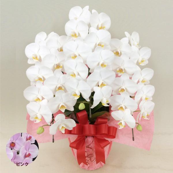 胡蝶蘭 コチョウラン ミディ お花 3本立 30〜35輪前後 中輪タイプ 色が選べる 白 ピンク 新...