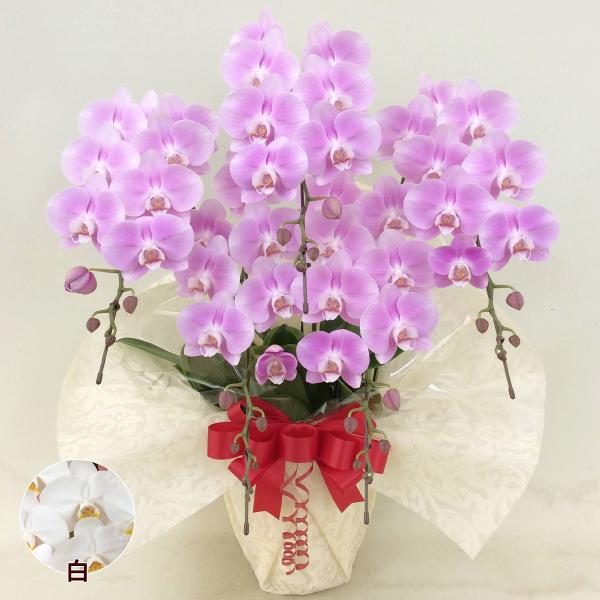 胡蝶蘭 コチョウラン ミディ お花 5本立 60〜64輪前後 中輪タイプ 色が選べる 白 ピンク 新...