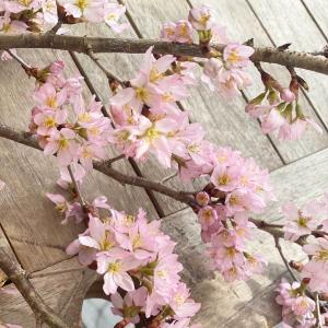 桜 切り花の商品一覧 通販 Yahoo ショッピング