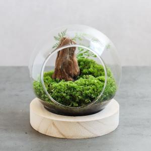 観葉植物 おしゃれ 室内 育てやすい プレゼント コケリウムa アニマルが選べるテラリウム 苔テラリウム 多肉植物 送料無料 Htg 京阪園芸 Paypayモール店 通販 Paypayモール