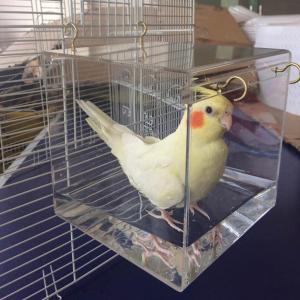ほとんどの鳥かごペットオウムセキセイインコオカ...の詳細画像4