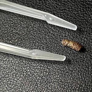 爬虫類用 プラスチック製 ピンセット ケガ防止...の詳細画像4