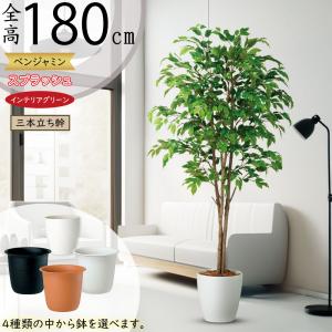 ベンジャミンバロック 大型 インテリアグリーン おしゃれ 人気