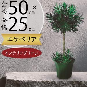 観葉植物 おしゃれ インテリアグリーン アイビー タワー ヘゴ 人気