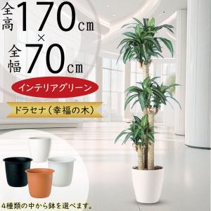 ドラセナ コンシンネ インテリアグリーン おしゃれ 人気 フェイク