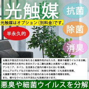 アローカシア アロカシア インテリアグリーン ...の詳細画像5