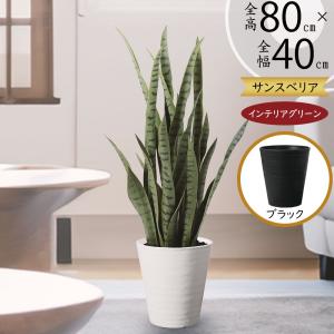 現品 観葉植物 アロエ ディコトマ 8号鉢 大型 多肉植物 大株 aloe