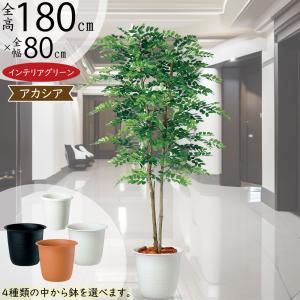 フェニックス 大型 観葉植物 人気 おしゃれ インテリアグリーン