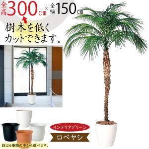 フェニックス 大型 観葉植物 人気 おしゃれ インテリアグリーン