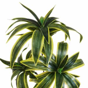 ドラセナ 観葉植物 おしゃれ 大型 インテリア...の詳細画像2